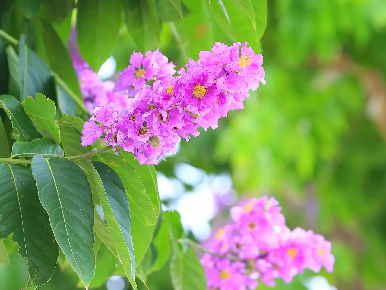 Tử vi 12 con giáp 1/11/2025, tử vi hôm nay, vận mệnh 12 con giáp, tuổi Dần, tuổi Mùi, tuổi Tý, phong thủy, tài lộc