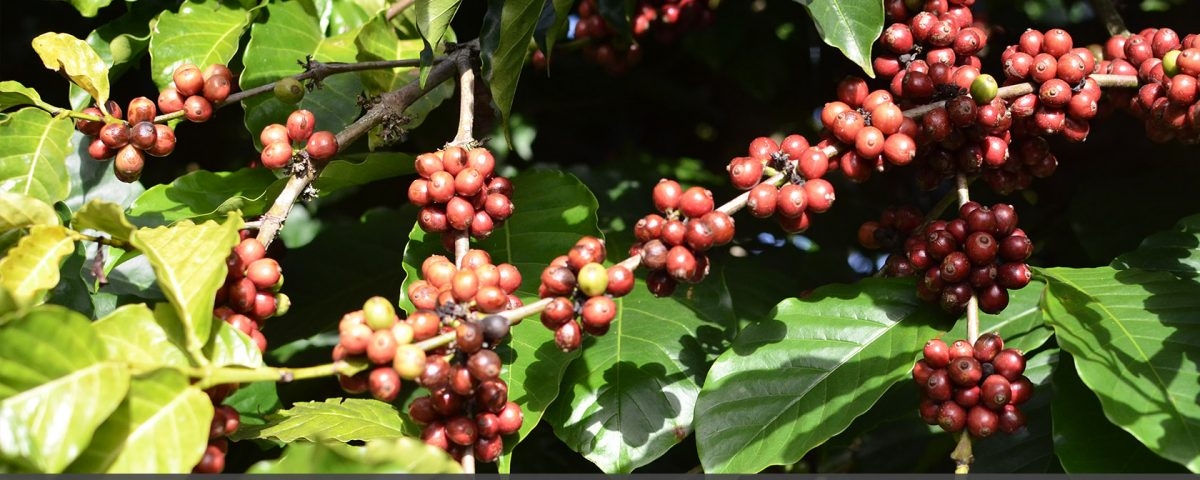 giá cà phê hôm nay, giá cà phê 31/10/2025, xuất khẩu cà phê Việt Nam, cà phê robusta, cà phê arabica, thị trường cà phê