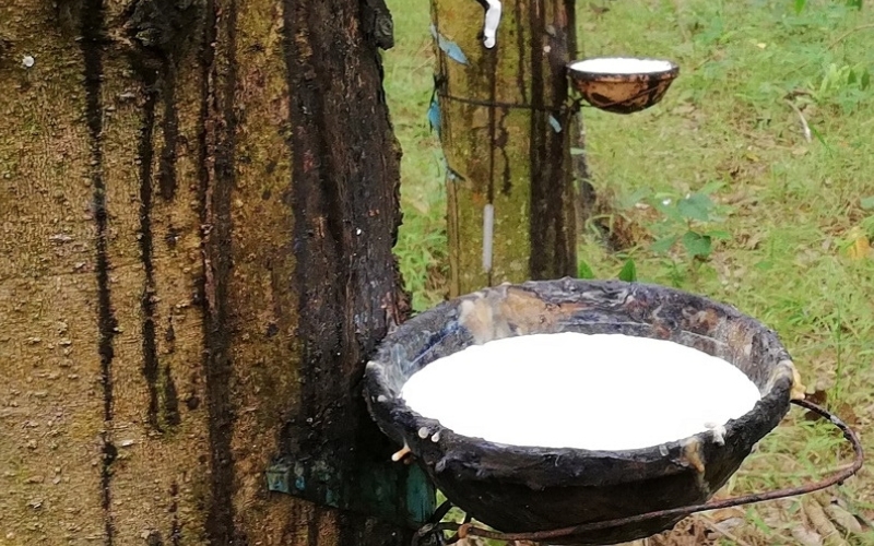 Giá cao su 31/10/2025, giá cao su, giá cao su hôm nay, giá cao su Thái Lan, giá cao su Nhật Bản, giá cao su trong nước, giá cao su 31/10/2025, thị trường cao su