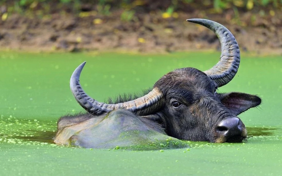 Tử vi tuổi Sửu tháng 11/2025, tử vi tháng 11/2025, vận trình tuổi Sửu, công danh tuổi Sửu, tình duyên tuổi Sửu, sức khỏe tuổi Sửu