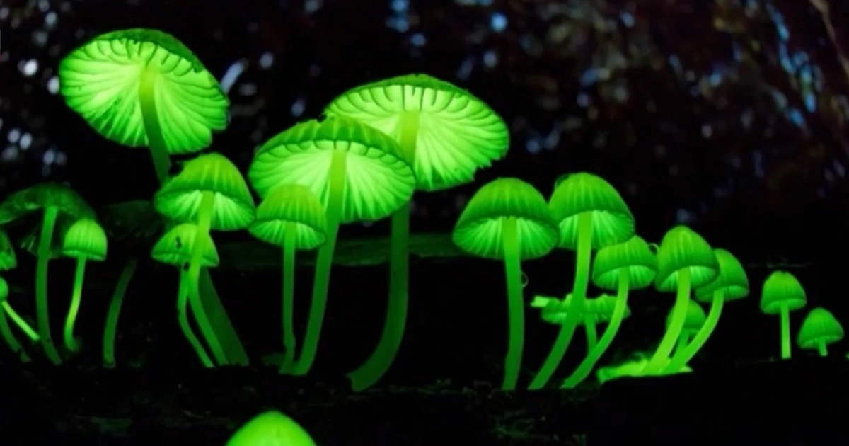 Tử vi tuổi Tý tháng 11/2025, vận trình tuổi Tý, tử vi tháng 11/2025, sự nghiệp tuổi Tý, tình duyên tuổi Tý, sức khỏe tuổi Tý