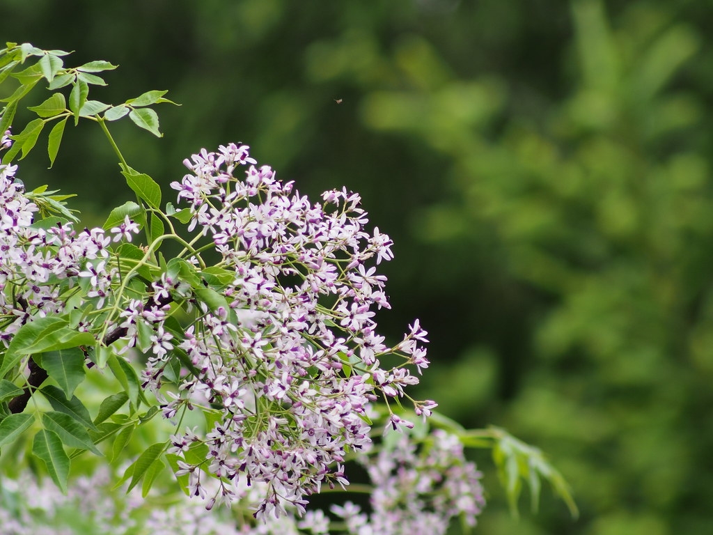 tử vi tuổi Mùi tháng 11 năm 2025, tử vi tháng 11/2025 tuổi Mùi, vận trình tuổi Mùi 2025, tử vi 12 con giáp tháng 11/2025, tử vi tuổi Tân Mùi 2025