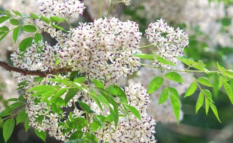 tử vi tuổi Mùi tháng 11 năm 2025, tử vi tháng 11/2025 tuổi Mùi, vận trình tuổi Mùi 2025, tử vi 12 con giáp tháng 11/2025, tử vi tuổi Tân Mùi 2025