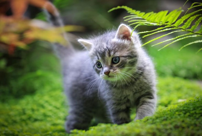 tử vi tuổi Mão tháng 11/2025, tử vi 12 con giáp 1/11/2025, tử vi tuổi Kỷ Mão 1999, vận trình tháng 11/2025 tuổi Mão, sức khỏe tuổi Mão, tình duyên tuổi Mão