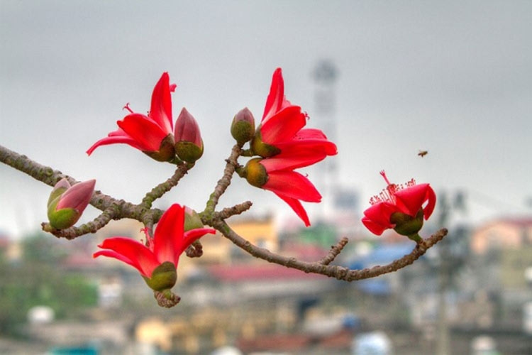 Tử vi tuổi Tỵ tháng 11/2025, tử vi 12 con giáp 1/11/2025, tử vi tuổi Đinh Tỵ 1977, vận trình tuổi Tỵ tháng 11 năm 2025, tài chính tuổi Tỵ