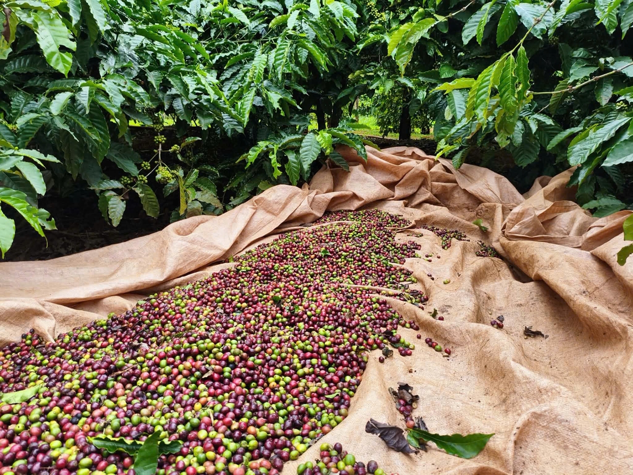 giá cà phê, giá cà phê 1/11/2025, cà phê Việt Nam, xuất khẩu cà phê, thuế cà phê Mỹ, giá cà phê Tây Nguyên, Robusta, thị trường cà phê