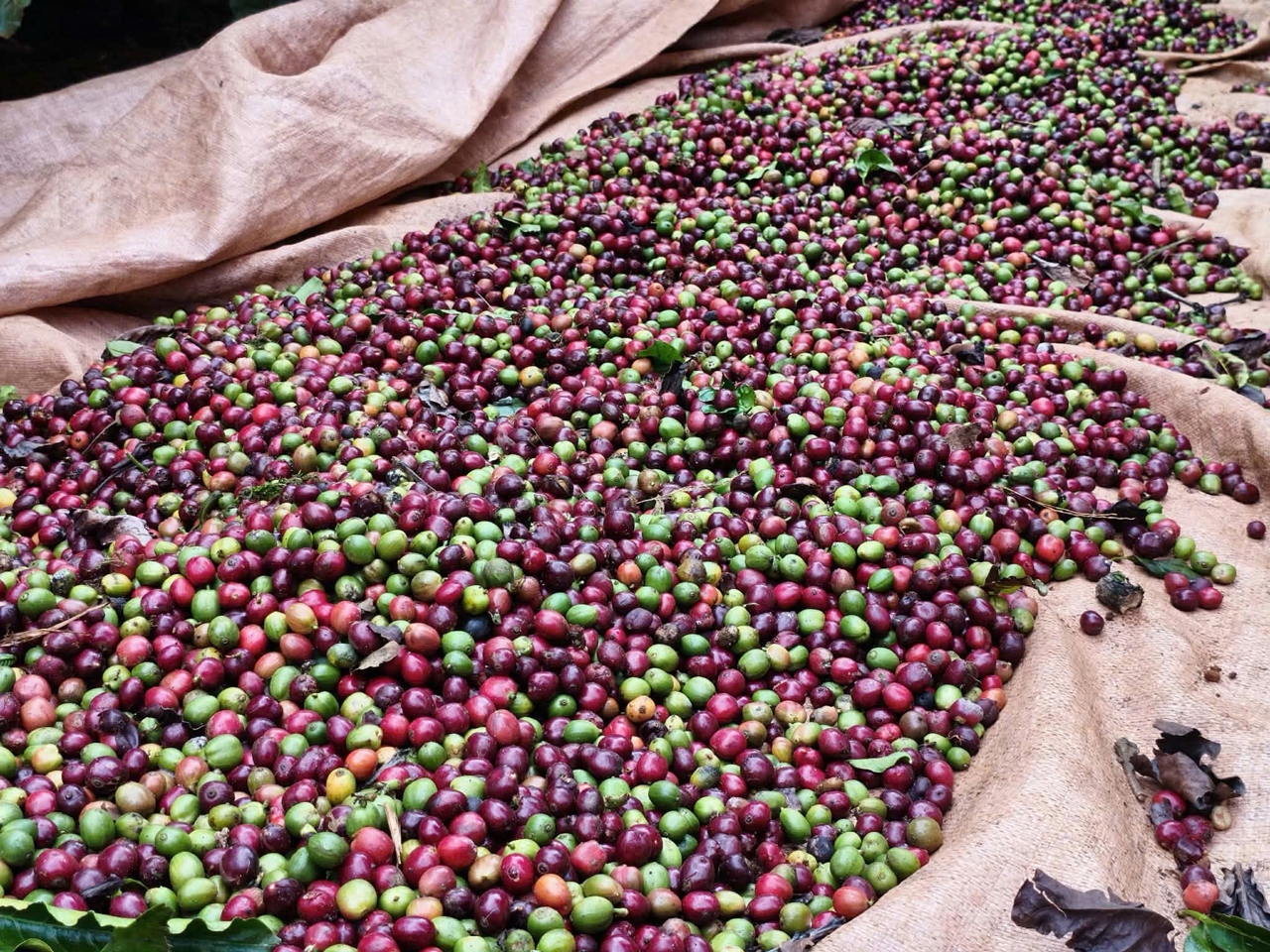 giá cà phê, giá cà phê 1/11/2025, cà phê Việt Nam, xuất khẩu cà phê, thuế cà phê Mỹ, giá cà phê Tây Nguyên, Robusta, thị trường cà phê