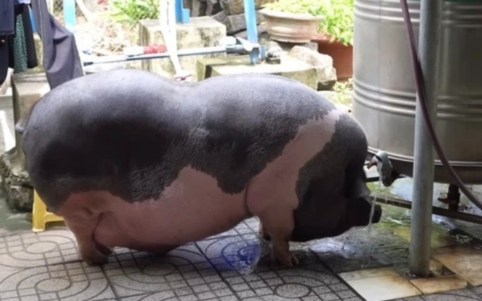 Giá heo hơi, dự báo giá heo hơi 2/11/2025, giá heo hơi hôm nay, thị trường heo hơi ba miền, giá lợn hơi Việt Nam, heo hơi giảm giá