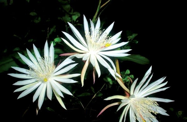 tử vi tuổi Thân tháng 11 năm 2025, tử vi tháng 11/2025 tuổi Thân, tử vi 12 con giáp tháng 11/2025, vận trình tuổi Thân 2025, tử vi tuổi Canh Thân 2025