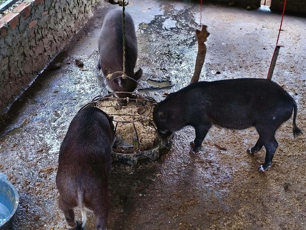 giá heo hơi, giá heo 1/11/2025, giá heo miền Bắc, giá heo miền Nam, giá heo miền Trung, thị trường heo, dịch tả heo châu Phi, Giá heo hơi hôm nay