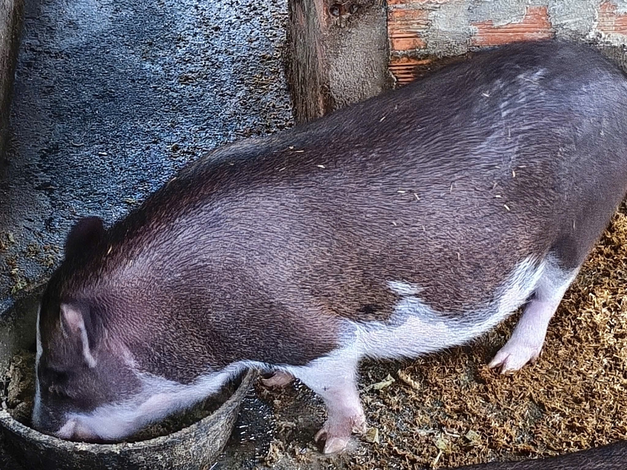 giá heo hơi, giá heo 1/11/2025, giá heo miền Bắc, giá heo miền Nam, giá heo miền Trung, thị trường heo, dịch tả heo châu Phi, Giá heo hơi hôm nay