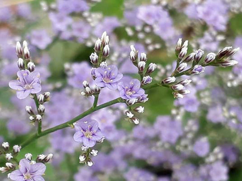 tử vi tuổi Dậu tháng 11 năm 2025, tử vi tuổi Dậu tháng 11 âm lịch, tử vi 12 con giáp tháng 11/2025, tử vi Quý Dậu 2025, vận trình tuổi Dậu tháng 11