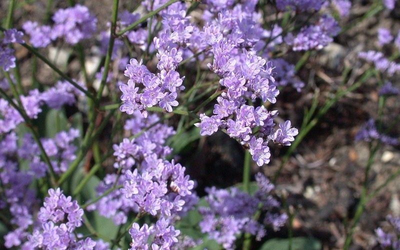 tử vi tuổi Dậu tháng 11 năm 2025, tử vi tuổi Dậu tháng 11 âm lịch, tử vi 12 con giáp tháng 11/2025, tử vi Quý Dậu 2025, vận trình tuổi Dậu tháng 11