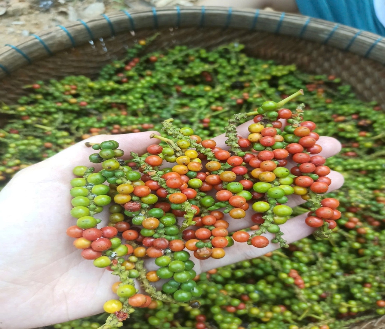 giá tiêu hôm nay, hồ tiêu Việt Nam, thị trường tiêu, xuất khẩu hồ tiêu, giá tiêu 2/11