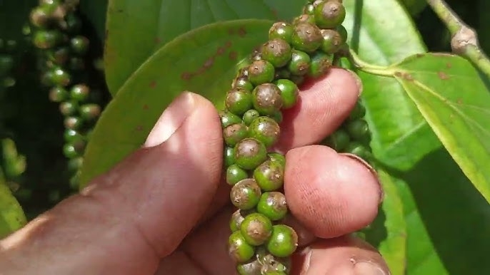 giá tiêu hôm nay, hồ tiêu Việt Nam, thị trường tiêu, xuất khẩu hồ tiêu, giá tiêu 2/11