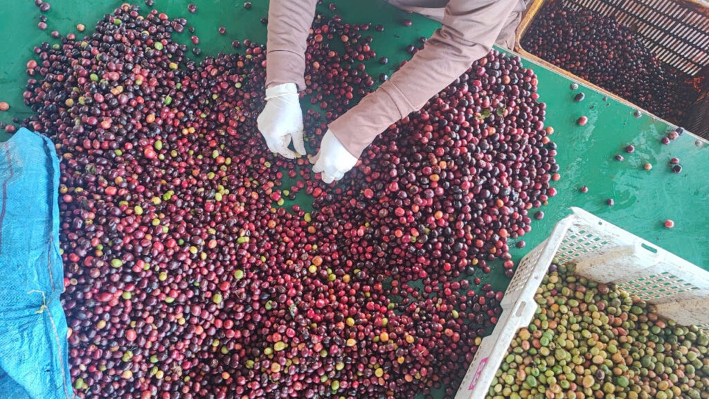 giá cà phê hôm nay 2/11/2025, cà phê Đắk Lắk, cà phê Robusta, giá cà phê trong nước, giá cà phê thế giới, IFFE 2025