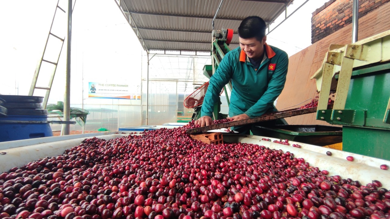 giá cà phê hôm nay 2/11/2025, cà phê Đắk Lắk, cà phê Robusta, giá cà phê trong nước, giá cà phê thế giới, IFFE 2025