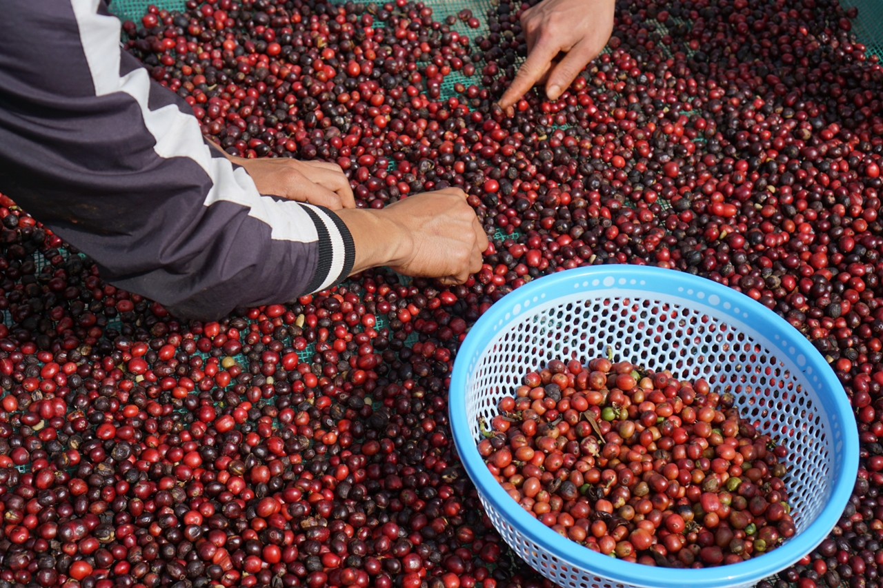 giá cà phê hôm nay 2/11/2025, cà phê Đắk Lắk, cà phê Robusta, giá cà phê trong nước, giá cà phê thế giới, IFFE 2025