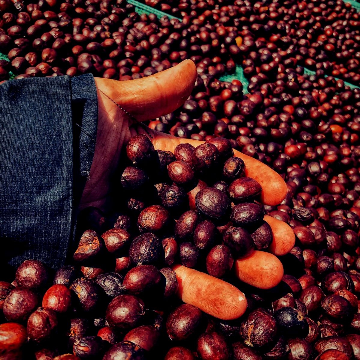 giá cà phê, giá cà phê tuần tới, thị trường cà phê, dự báo giá cà phê, xuất khẩu cà phê, giá cà phê thế giới