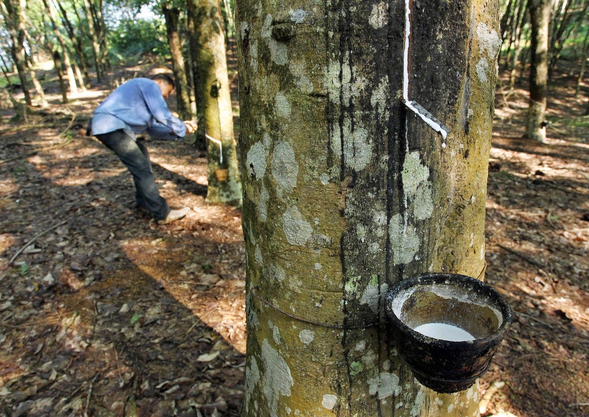 giá cao su hôm nay, giá cao su 2/11/2025, giá cao su giảm, cao su châu Á, cao su Việt Nam, nhu cầu Trung Quốc, giá cao su thế giới