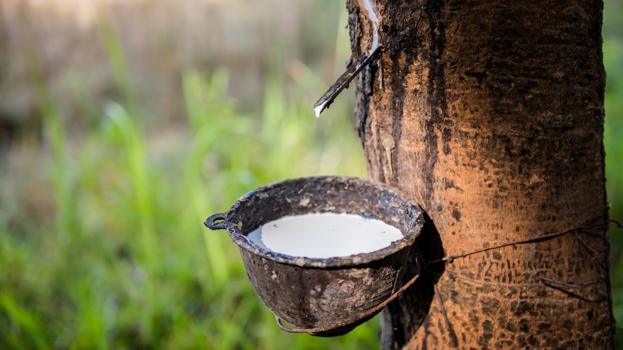 giá cao su hôm nay, giá cao su 2/11/2025, giá cao su giảm, cao su châu Á, cao su Việt Nam, nhu cầu Trung Quốc, giá cao su thế giới