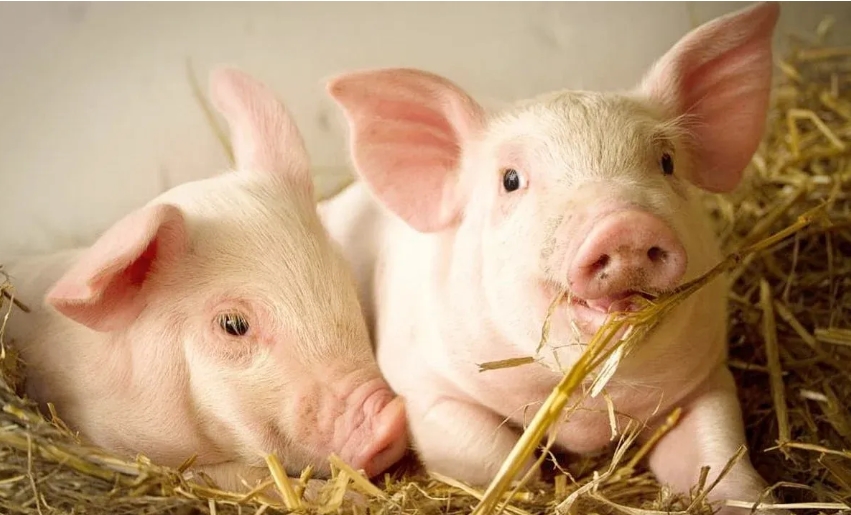 giá heo hơi, dự báo giá heo hơi 3/11/2025, giá heo hơi miền Bắc, giá heo hơi miền Trung, giá heo hơi miền Nam