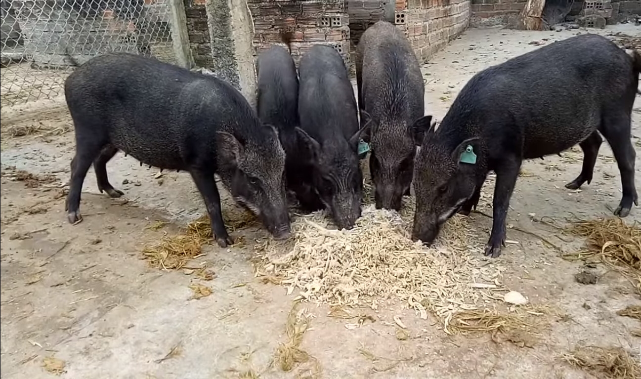 giá heo hơi hôm nay, giá heo hơi 2/11/2025, giá heo hơi miền Bắc, giá heo hơi miền Trung, giá heo hơi miền Nam, giá heo hơi giảm, thị trường heo hơi, heo đen miền núi