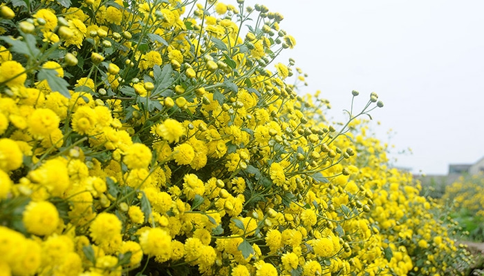 tử vi 12 cung hoàng đạo hôm nay 04/11/2025, Ma Kết, Bảo Bình, vận may, công việc, tình cảm, tài chính