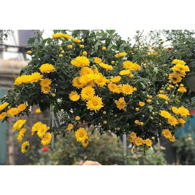 tử vi 12 cung hoàng đạo hôm nay 04/11/2025, Ma Kết, Bảo Bình, vận may, công việc, tình cảm, tài chính