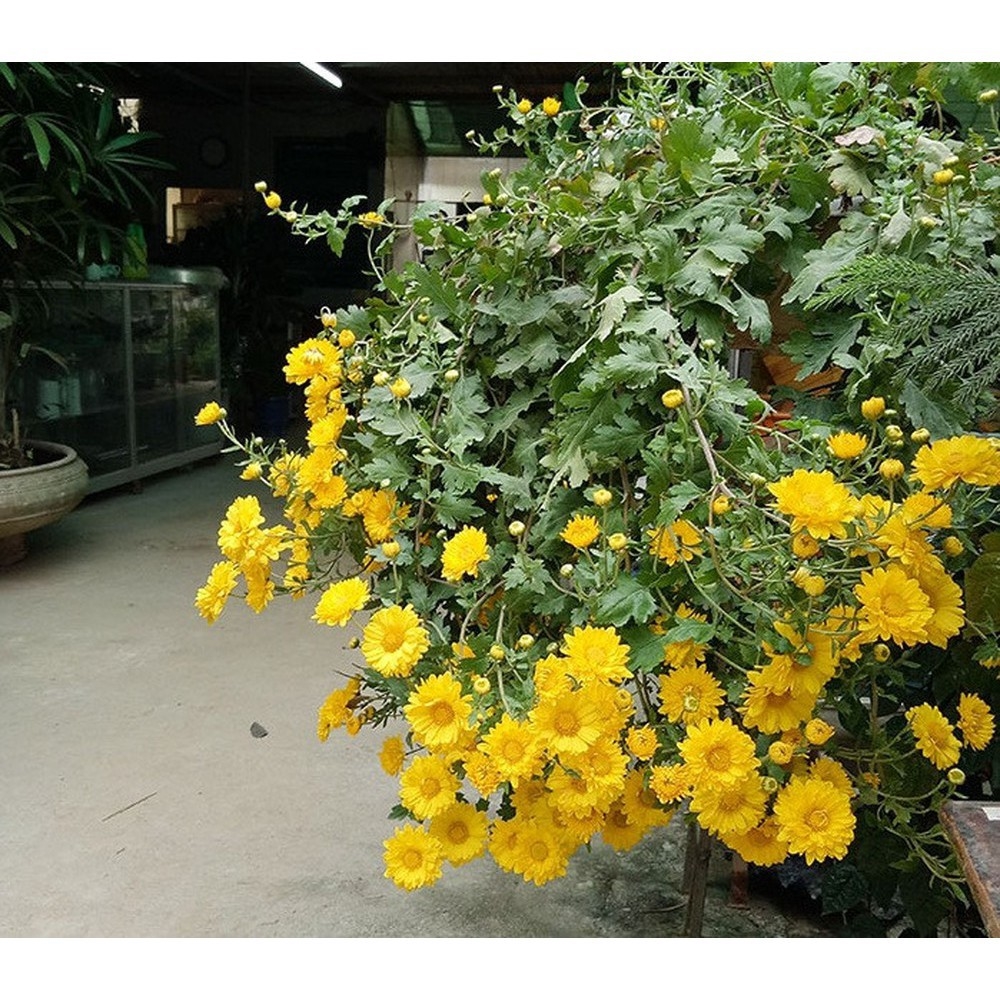 tử vi 12 cung hoàng đạo hôm nay 04/11/2025, Ma Kết, Bảo Bình, vận may, công việc, tình cảm, tài chính