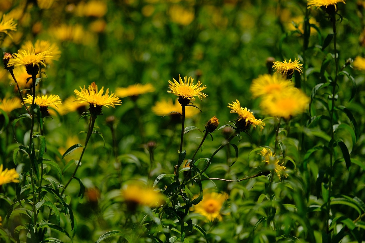 tử vi 12 cung hoàng đạo hôm nay 04/11/2025, Ma Kết, Bảo Bình, vận may, công việc, tình cảm, tài chính