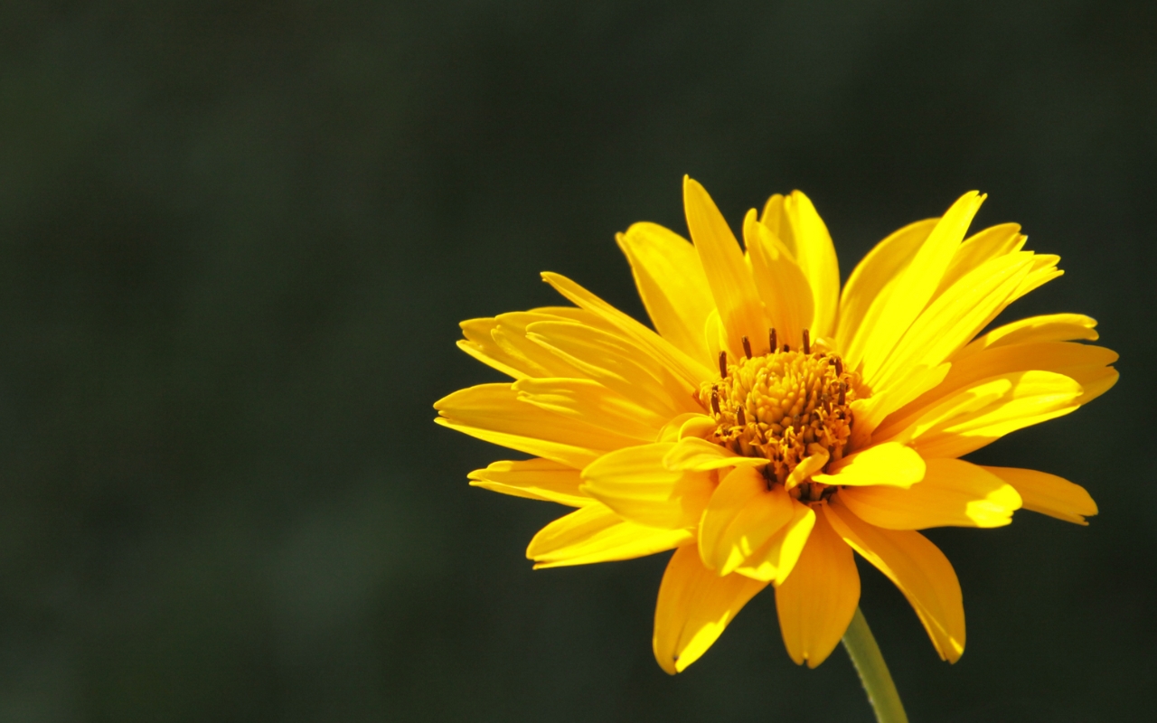 Tử vi 12 con giáp hôm nay, tử vi ngày 04/11/2025, vận trình 12 con giáp, tuổi Ngọ, tuổi Dậu