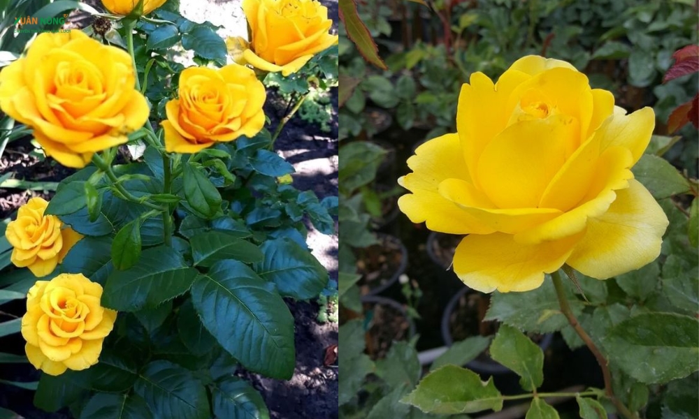 con giáp may mắn 4/11/2025, tử vi 12 con giáp hôm nay, Thần Tài chiếu cố, vận may tài lộc