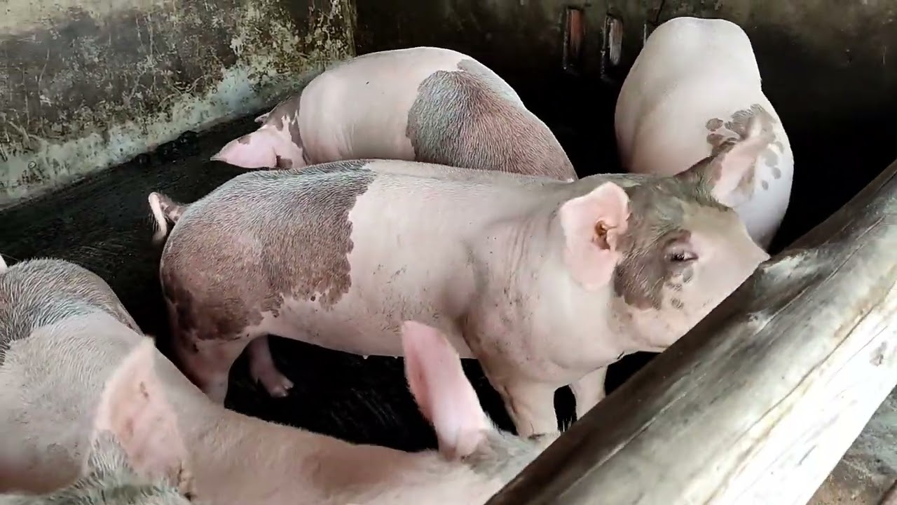 Dự báo giá heo hơi 4/11/2025: Thị trường có thể giảm sâu do cung vượt cầu