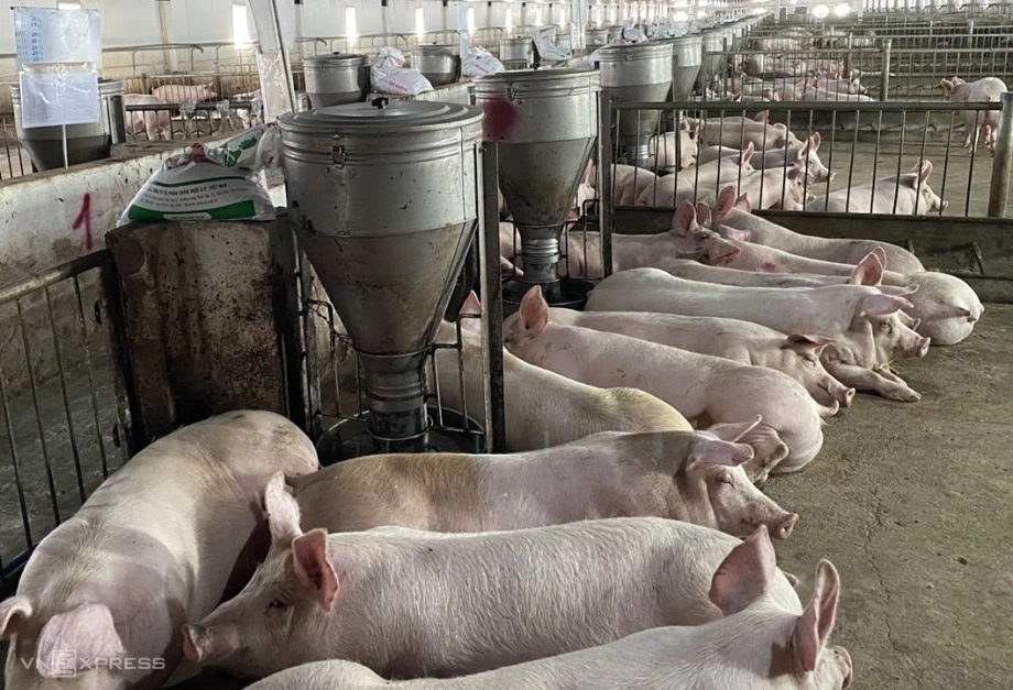 Dự báo giá heo hơi 4/11/2025, giá heo hơi ngày 4/11/2025, dự báo giá heo hơi, giá heo hơi miền Bắc, giá heo hơi miền Nam, dịch tả heo châu Phi