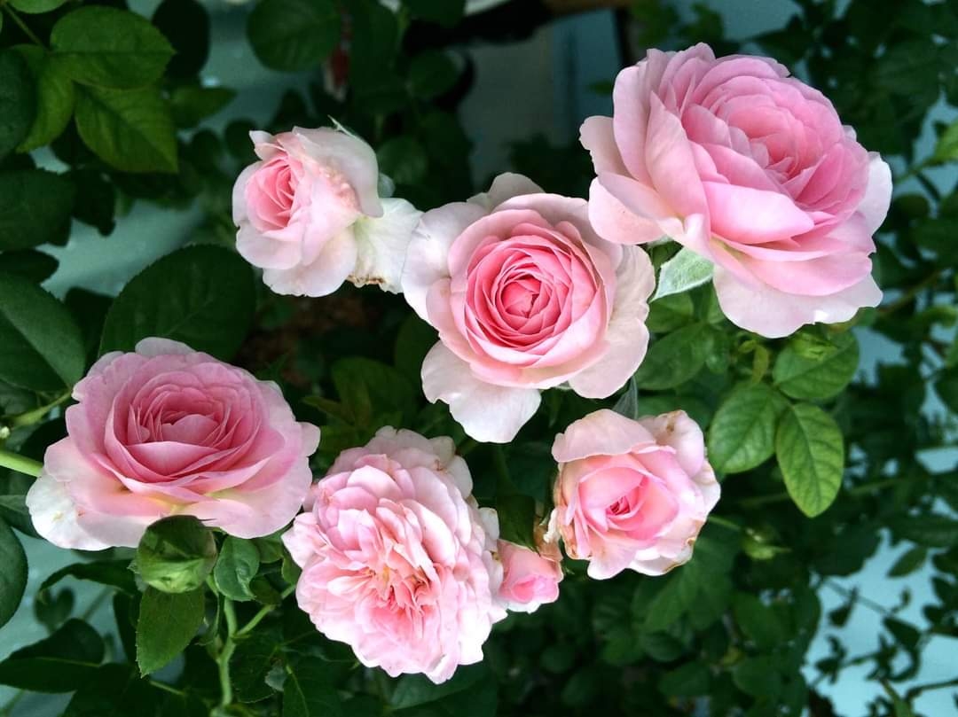 cung hoàng đạo may mắn nhất 4/11/2025, tử vi 12 cung hoàng đạo hôm nay, vận may cung hoàng đạo