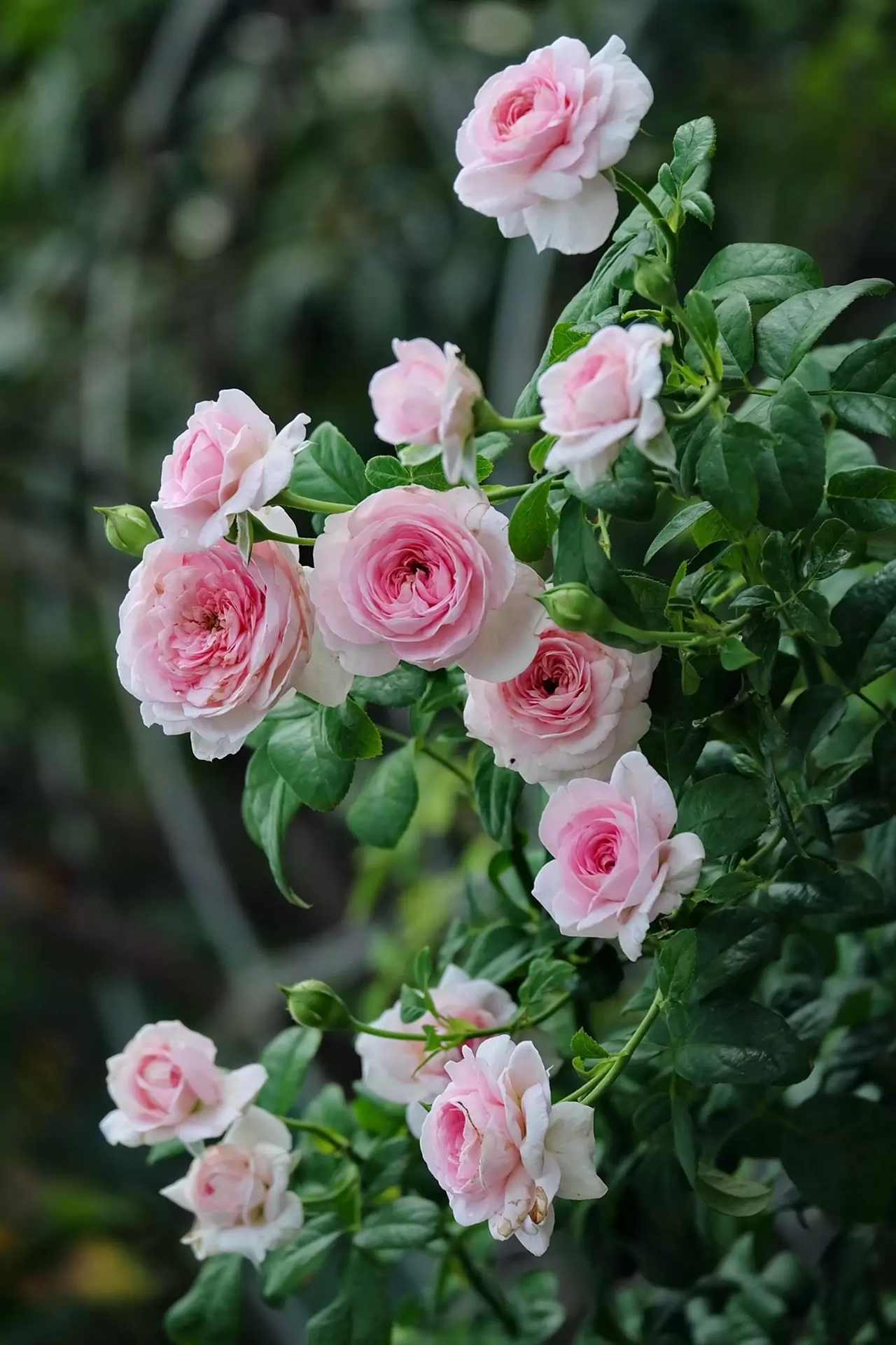 cung hoàng đạo may mắn nhất 4/11/2025, tử vi 12 cung hoàng đạo hôm nay, vận may cung hoàng đạo