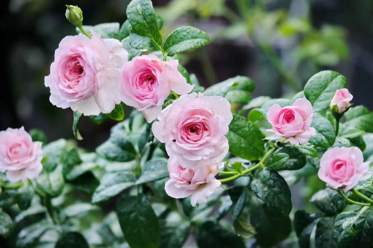 cung hoàng đạo may mắn nhất 4/11/2025, tử vi 12 cung hoàng đạo hôm nay, vận may cung hoàng đạo