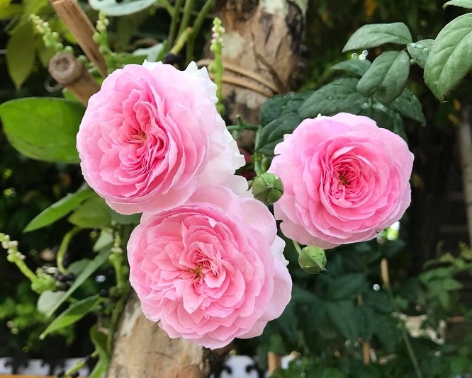 cung hoàng đạo may mắn nhất 4/11/2025, tử vi 12 cung hoàng đạo hôm nay, vận may cung hoàng đạo