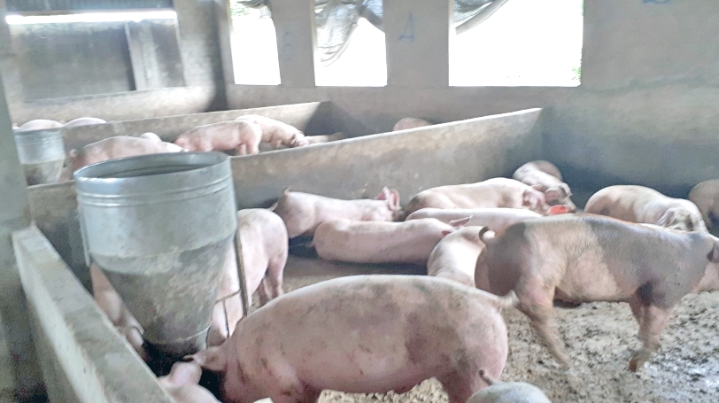 giá heo hơi, giá heo hơi hôm nay, giá heo hơi miền Bắc, giá heo hơi miền Trung, giá heo hơi miền Nam, dịch tả heo châu Phi, thị trường heo hơi