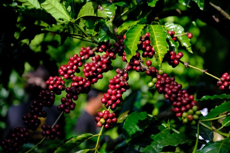 giá cà phê hôm nay, giá cà phê Tây Nguyên, cà phê Arabica Sơn La, thị trường cà phê Việt Nam, giá cà phê thế giới
