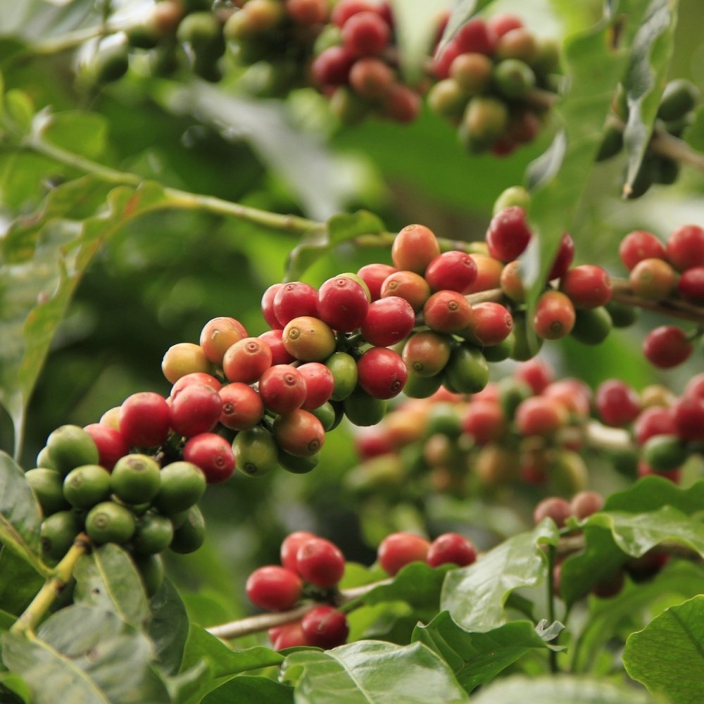 giá cà phê hôm nay, giá cà phê Tây Nguyên, cà phê Arabica Sơn La, thị trường cà phê Việt Nam, giá cà phê thế giới