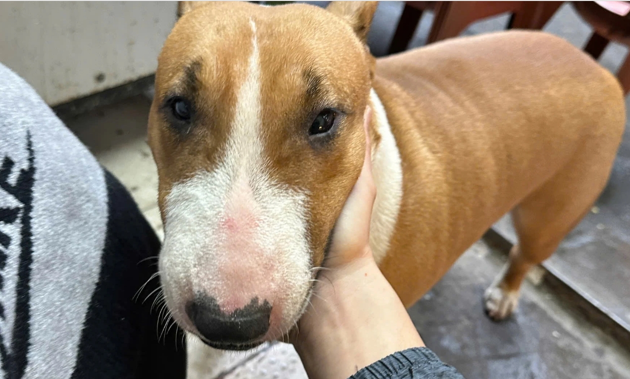 Phở anh Hai, Brother Hai’s Pho Restaurant, Cậu Vàng, game Việt, quán nướng Hà Nội