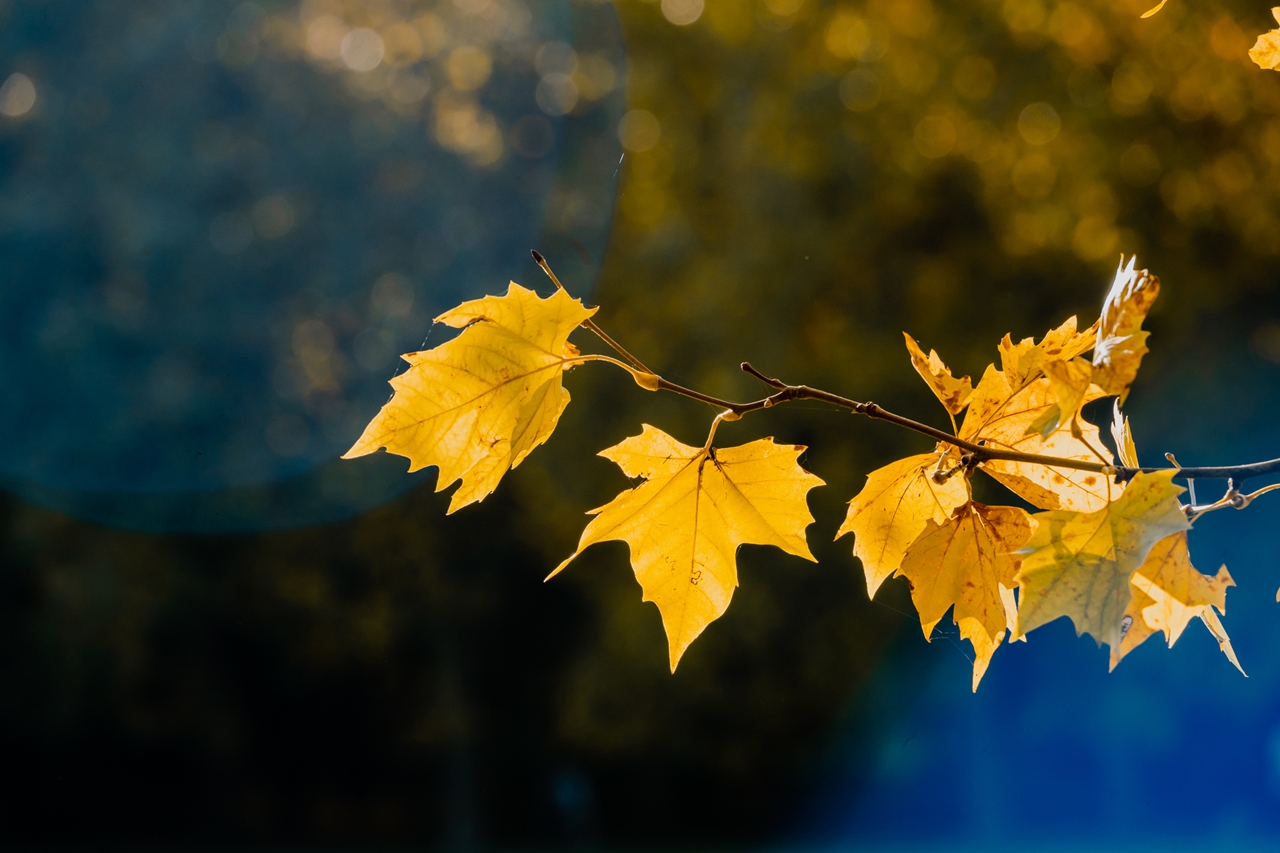 con số may mắn 5/11/2025, tử vi 12 con giáp, tài lộc 12 con giáp, dự đoán may mắn, Con số may mắn 12 con giáp ngày 5/11