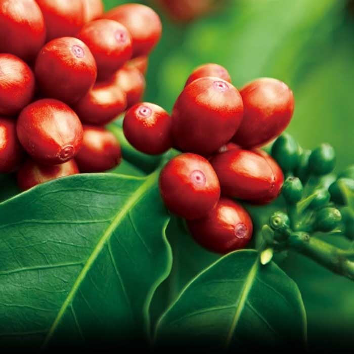 Giá cà phê hôm nay 4/11/2025, giá cà phê Tây Nguyên, giá cà phê Đắk Lắk, giá cà phê Lâm Đồng, giá cà phê Robusta, thị trường cà phê, VICOFA, cà phê Việt Nam