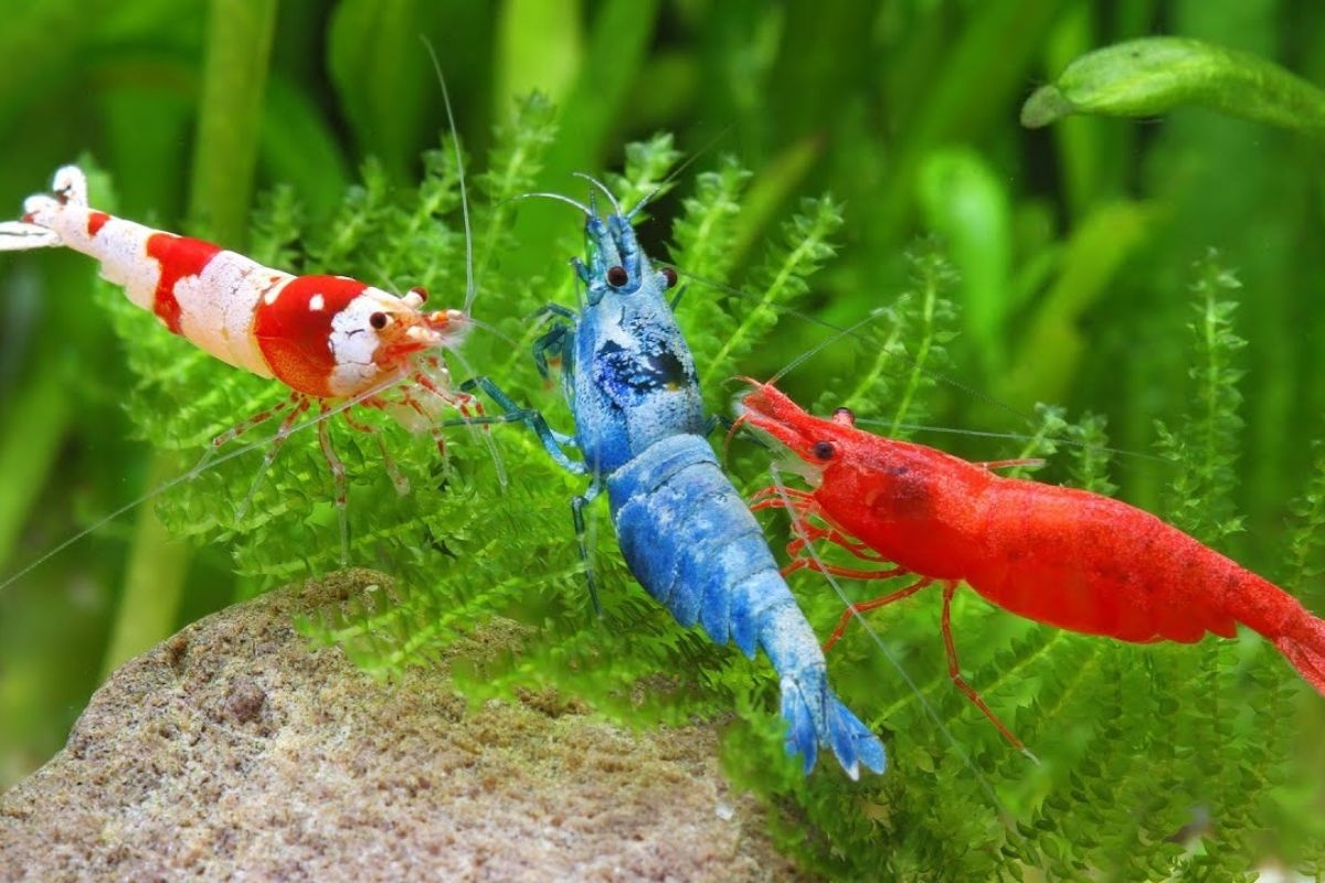 con số may mắn tuổi Thìn hôm nay 5/11, tử vi tuổi Thìn 5/11, vận may tuổi Thìn