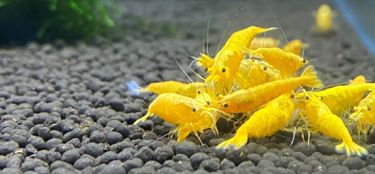 con số may mắn tuổi Thìn hôm nay 5/11, tử vi tuổi Thìn 5/11, vận may tuổi Thìn