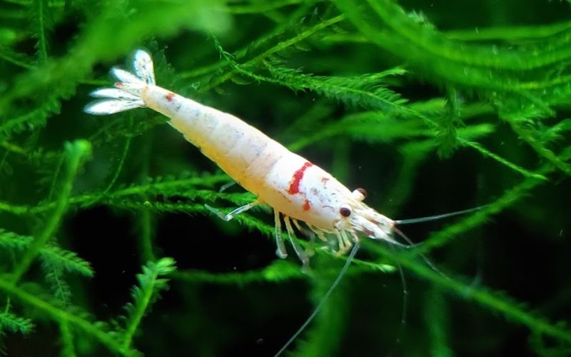 con số may mắn tuổi Ngọ hôm nay 5/11, tử vi tuổi Ngọ 5/11, số phát lộc tuổi Ngọ