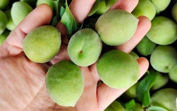 tử vi 12 con giáp 6/11/2025, tử vi ngày mới, tử vi hôm nay, tử vi tuổi Tý, tử vi tuổi Sửu, tử vi tuổi Dần, tử vi tuổi Mão, tử vi tuổi Tỵ, tử vi tuổi Ngọ