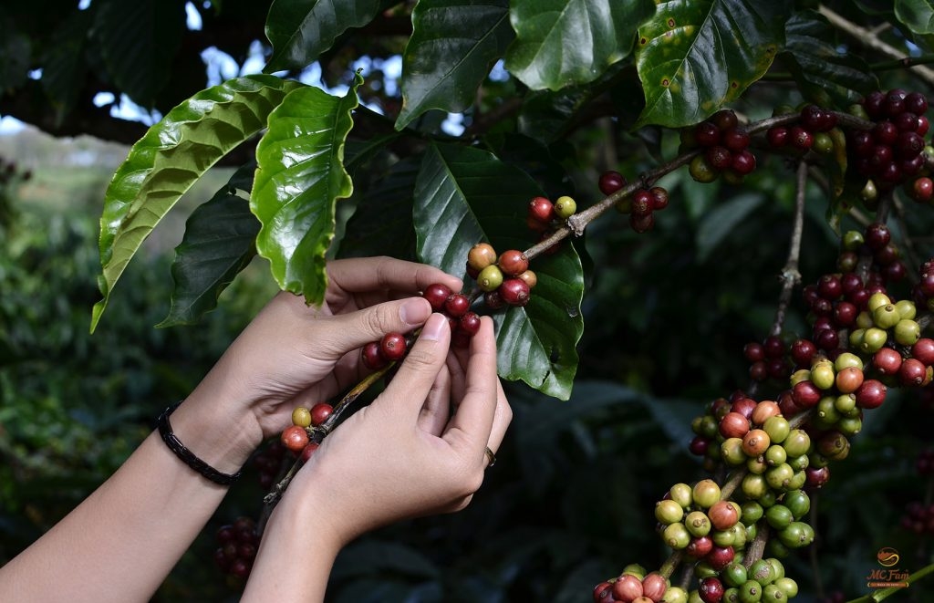 giá cà phê hôm nay, giá hồ tiêu hôm nay, giá cà phê Tây Nguyên, giá cà phê Robusta, giá cà phê Arabica, giá tiêu ngày 5/11